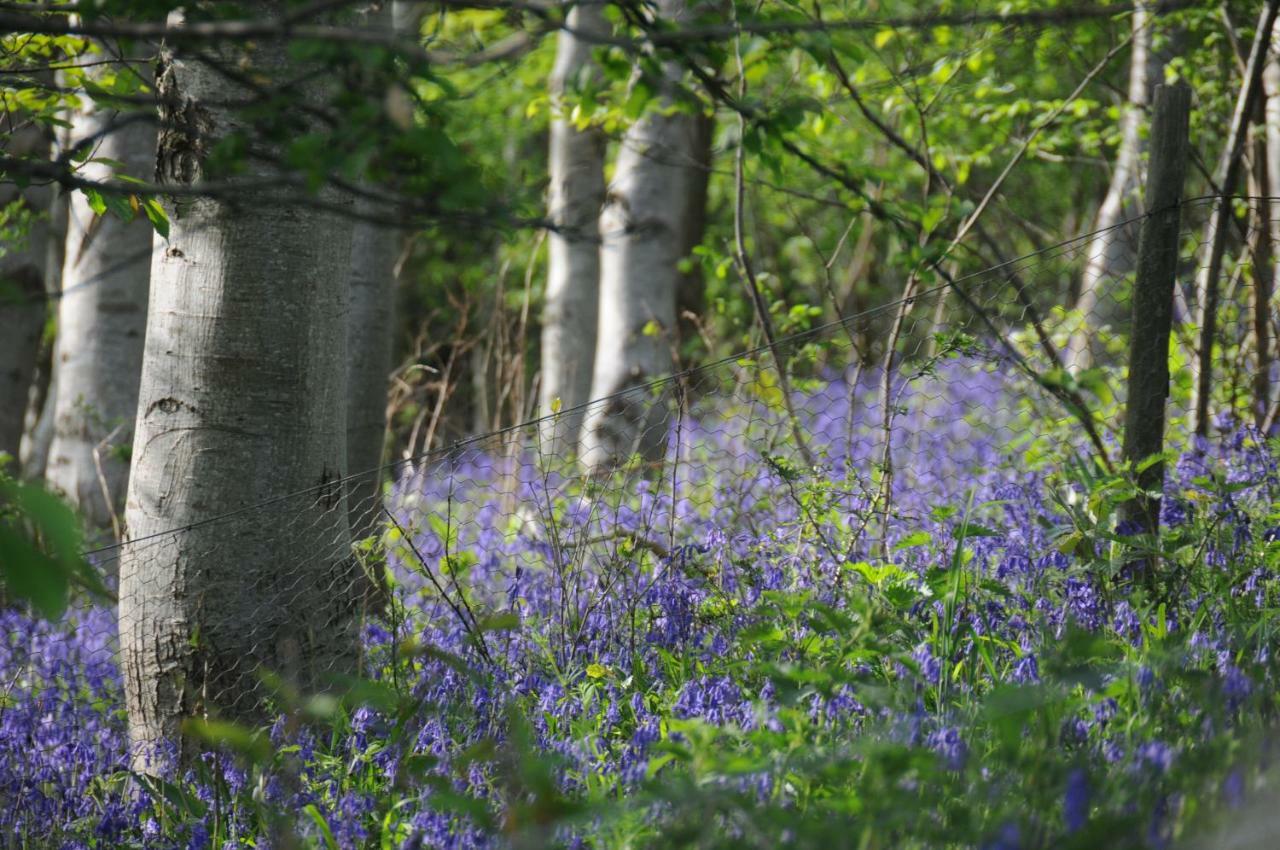 ホテル Buttercup Glamping Pod チェルトナム エクステリア 写真